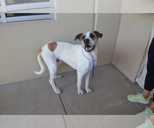 Medium Photo #3 Anatolian Shepherd-Unknown Mix Puppy For Sale in McKinney, TX, USA