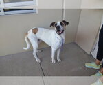 Small #2 Anatolian Shepherd Mix
