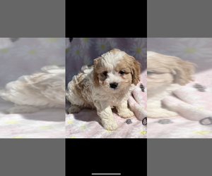 Cavapoo Puppy for sale in NILES, MI, USA