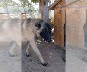 Lily - Female Mutt Dog for Adoption - Photo #13
