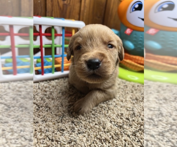Medium Photo #18 Golden Retriever Puppy For Sale in NEOLA, WV, USA