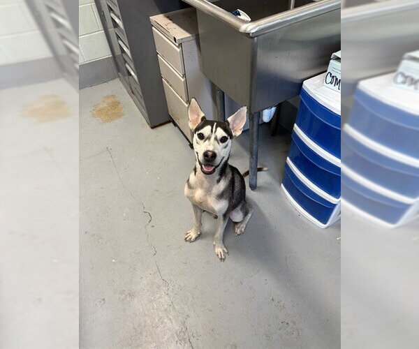 Medium Photo #1 Siberian Husky-Unknown Mix Puppy For Sale in Corpus Christi, TX, USA