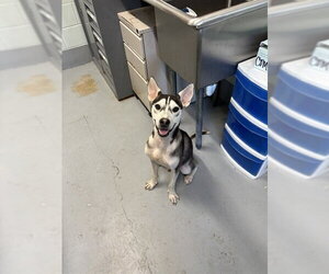 Siberian Husky-Unknown Mix Dogs for adoption in Corpus Christi, TX, USA