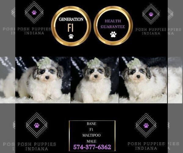 Medium Photo #7 Maltipoo Puppy For Sale in WARSAW, IN, USA