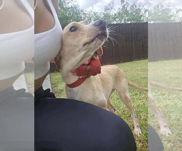 Medium Photo #1 Labrador Retriever-Unknown Mix Puppy For Sale in New York, NY, USA