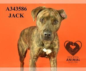 American Pit Bull Terrier Dogs for adoption in Stockton, CA, USA