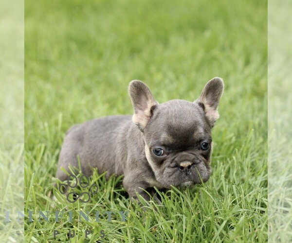 Medium Photo #3 French Bulldog Puppy For Sale in GORDONVILLE, PA, USA