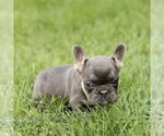 Small #2 French Bulldog