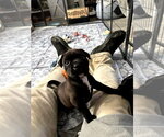 Small #2 Labrador Retriever-Retriever  Mix