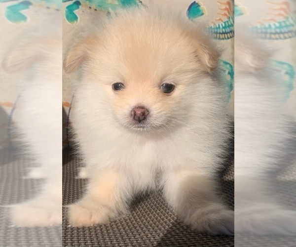 Medium Photo #13 Pomeranian Puppy For Sale in PORTLAND, ME, USA