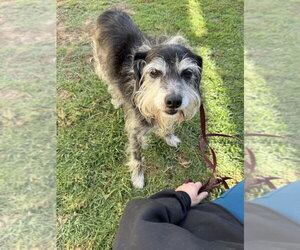 Mutt Dogs for adoption in San Diego , CA, USA