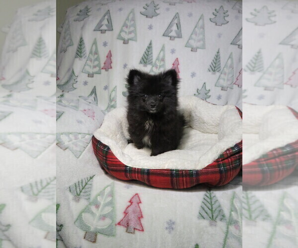 Medium Photo #1 Pomeranian Puppy For Sale in COOKEVILLE, TN, USA