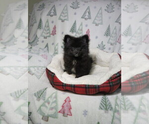 Pomeranian Puppy for Sale in COOKEVILLE, Tennessee USA