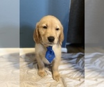 Small Photo #7 Golden Retriever Puppy For Sale in KENNER, LA, USA