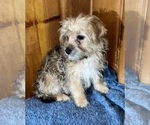 Small Photo #13 Morkie Puppy For Sale in SILVER LAKE, IN, USA