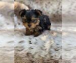 Small #19 Yorkshire Terrier