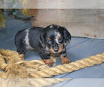 Small Photo #16 Dachshund Puppy For Sale in GREENWOOD, WI, USA