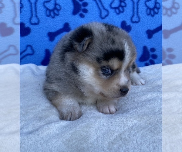 Medium Photo #3 Pomsky Puppy For Sale in BATTLE CREEK, MI, USA