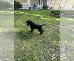 Small #8 Labradoodle