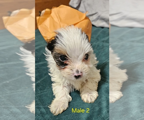 Medium Photo #15 Yorkshire Terrier Puppy For Sale in CONKLIN, NY, USA