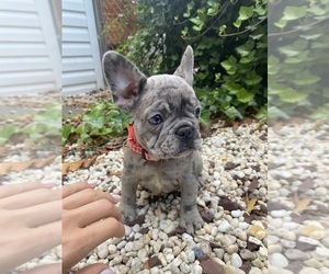 French Bulldog Puppy for sale in BROOKLYN, NY, USA