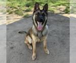 *DOLLY - Female German Shepherd Dog Dog for Adoption - Small photo
