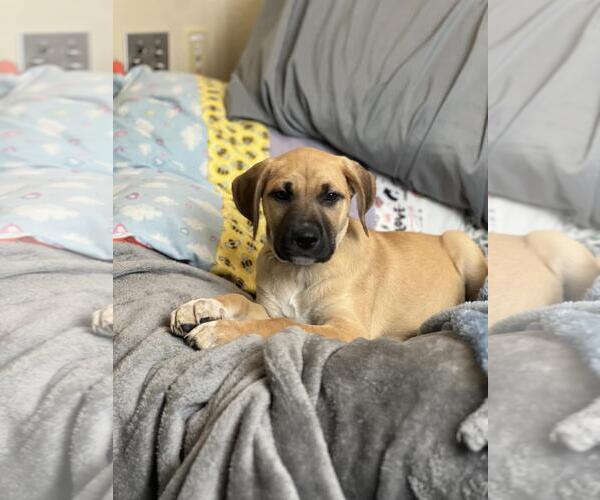 Medium Photo #3 Mutt Puppy For Sale in Rockwall, TX, USA