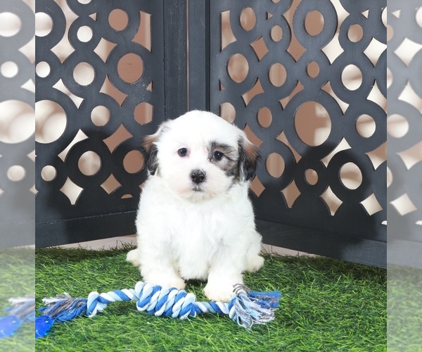 Medium Photo #5 Zuchon Puppy For Sale in MOUNT VERNON, OH, USA