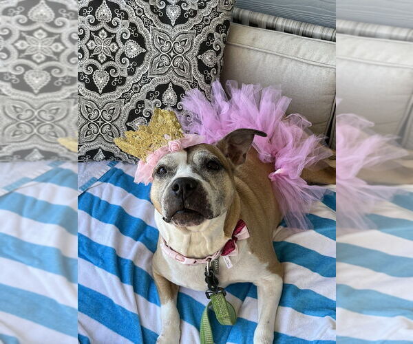 Medium Photo #1 Mutt Puppy For Sale in Raleigh, NC, USA