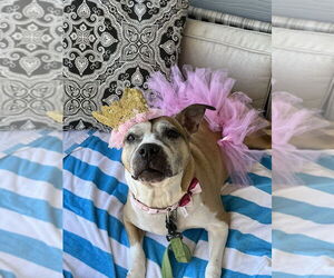 Mutt Dogs for adoption in Raleigh, NC, USA