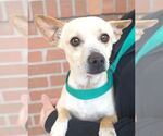 Small #1 Chihuahua