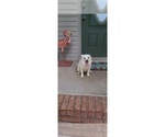Small Photo #5 American Eskimo Dog Puppy For Sale in CLARKSVILLE, TN, USA