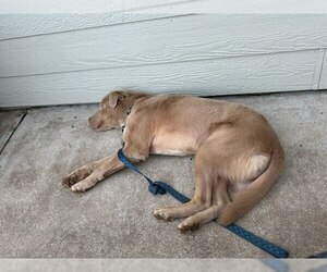 Labrador Retriever-Unknown Mix Dogs for adoption in San Diego, CA, USA