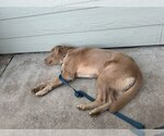 Small #9 Labrador Retriever Mix