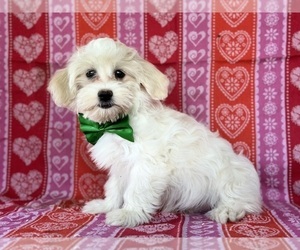 Havanese-Poodle (Toy) Mix Puppy for sale in LANCASTER, PA, USA