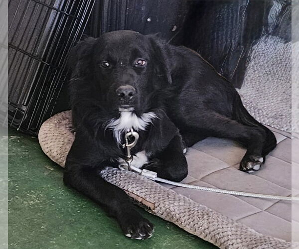 Medium Photo #2 Labrador Retriever-Unknown Mix Puppy For Sale in Oak Bluffs, MA, USA