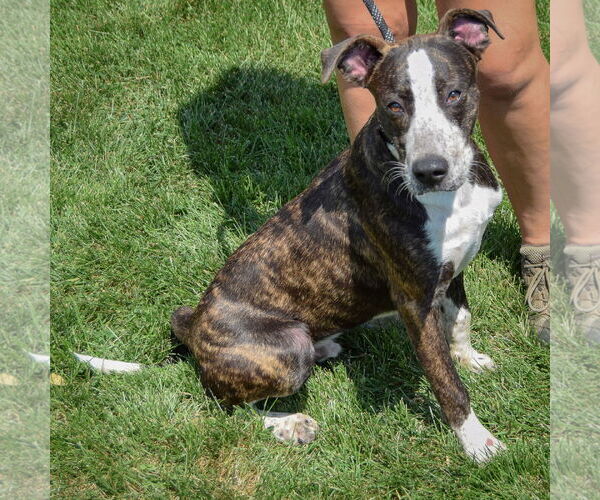 Medium Photo #3 Labrador Retriever-Unknown Mix Puppy For Sale in Huntley, IL, USA