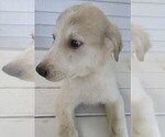 Small Photo #2 Great Pyrenees Puppy For Sale in KALAMAZOO, MI, USA