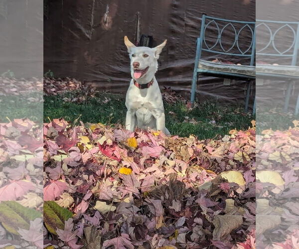 Medium Photo #12 Siberian Husky-Unknown Mix Puppy For Sale in Germantown, OH, USA