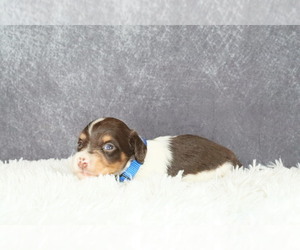 Dachshund Puppy for sale in INDEPENDENCE, IA, USA