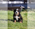Small #9 Bernese Mountain Dog