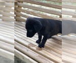 Small Photo #8 Labrador Retriever Puppy For Sale in SPENCER, TN, USA