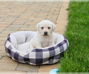 Labrador Retriever Puppy for sale in SYRACUSE, IN, USA