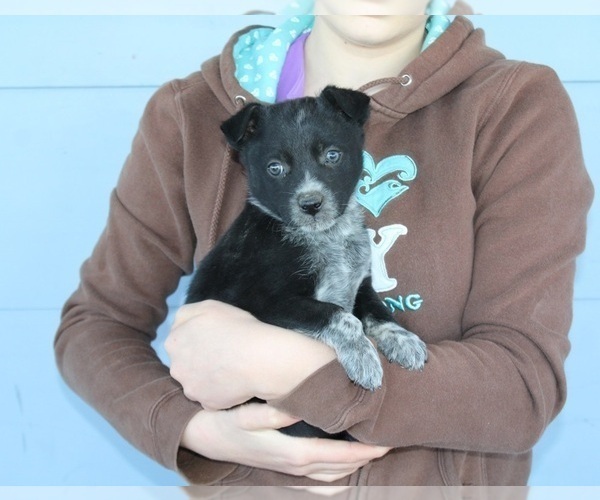 Medium Photo #3 Australian Shepherd Puppy For Sale in CLARKRANGE, TN, USA