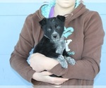 Small Photo #3 Australian Shepherd Puppy For Sale in CLARKRANGE, TN, USA