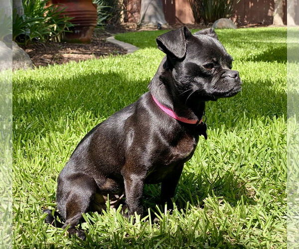 Medium Photo #2 Chug Puppy For Sale in San Diego, CA, USA