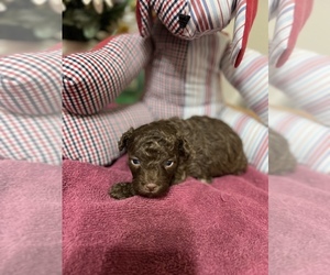 Poodle (Toy) Puppy for sale in TOMBALL, TX, USA