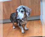 Small #1 Dachshund