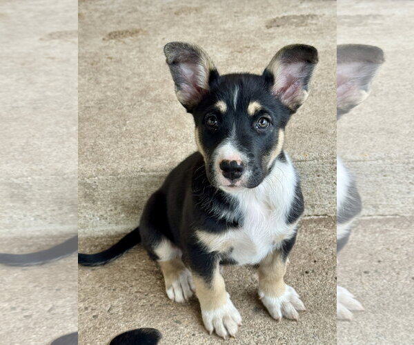 Medium Photo #1 Mutt Puppy For Sale in Sandy, UT, USA