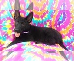 Small Photo #5 German Shepherd Dog Puppy For Sale in LANCASTER, PA, USA